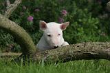 BULL TERRIER MINIATURE 177